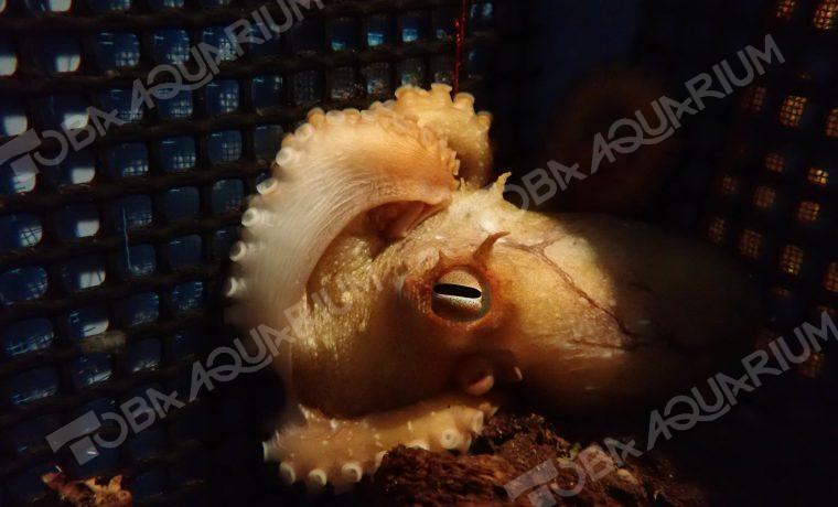 ツノモチダコ 生きもの図鑑 鳥羽水族館