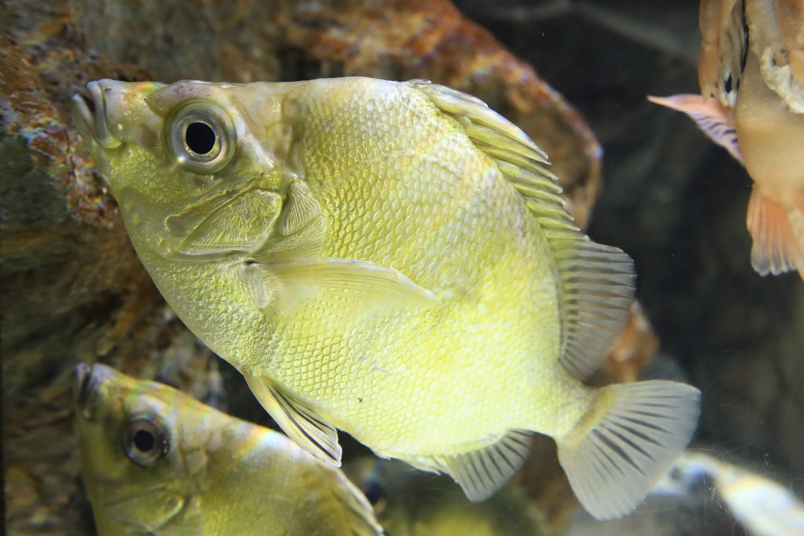 ツボダイ 生きもの図鑑 鳥羽水族館