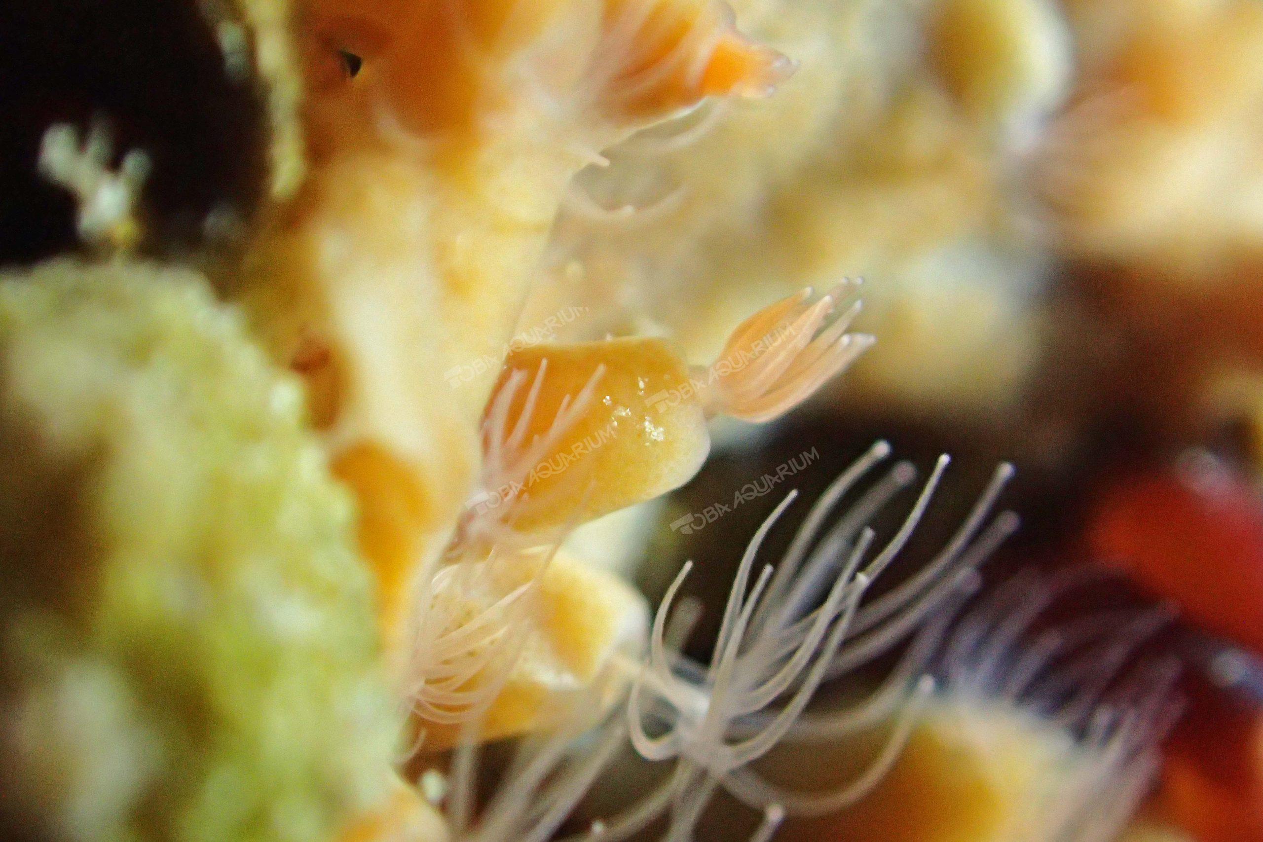 テンプライソギンチャク 生きもの図鑑 鳥羽水族館 テンプライソギンチャク 生きもの図鑑 鳥羽水族館