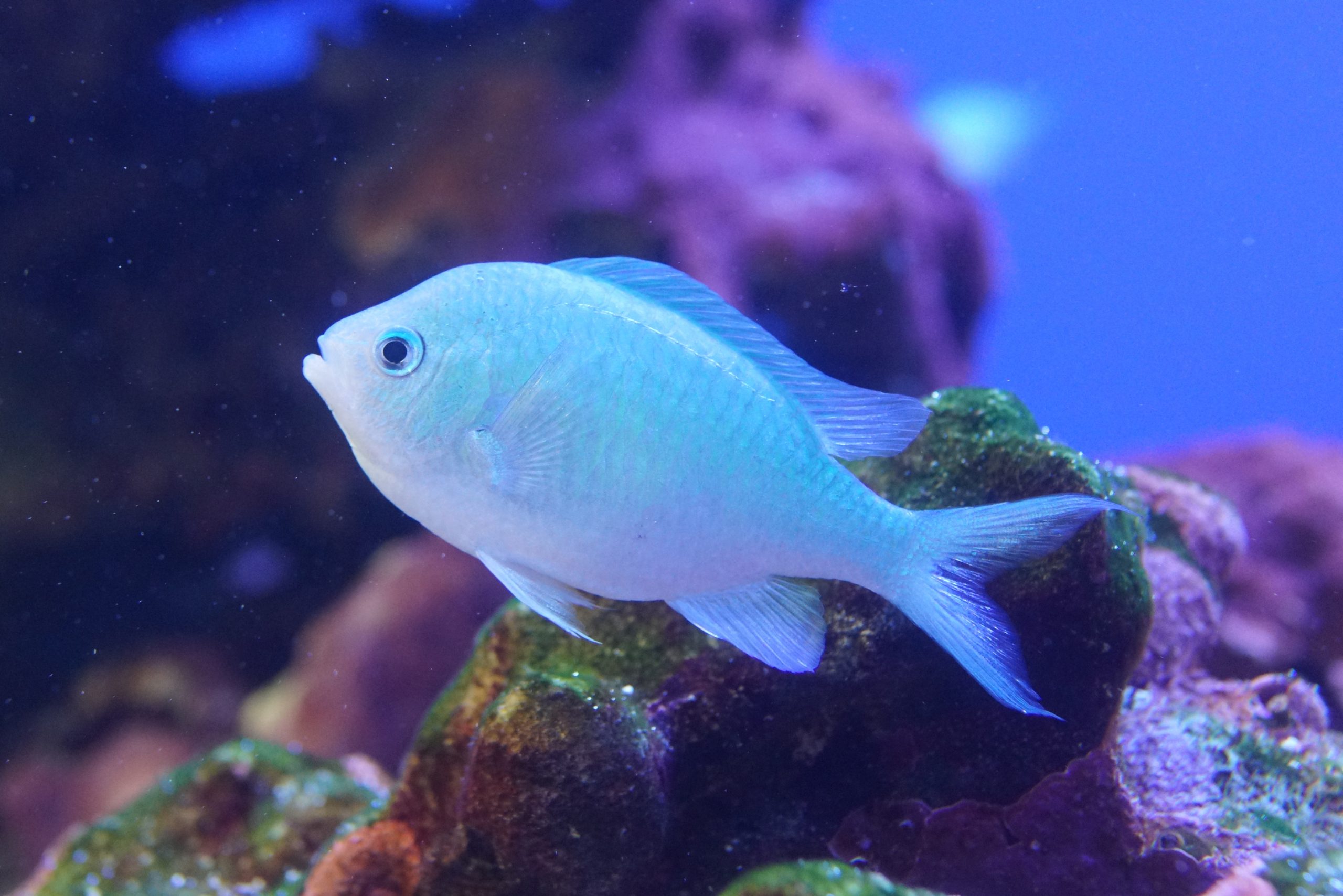 デバスズメダイ 生きもの図鑑 鳥羽水族館 デバスズメダイ 生きもの図鑑 鳥羽水族館