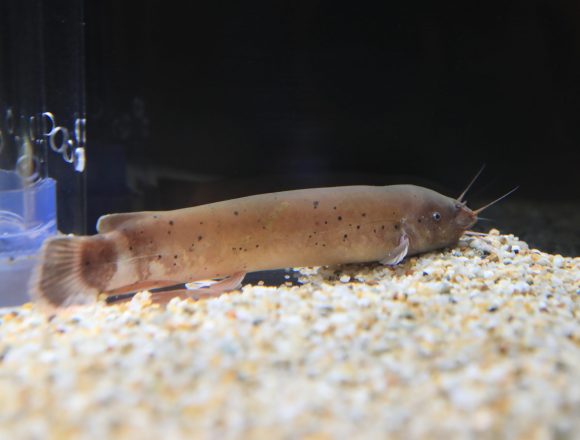 ナマズ目 生きもの図鑑 鳥羽水族館 ナマズ目 生きもの図鑑 鳥羽水族館