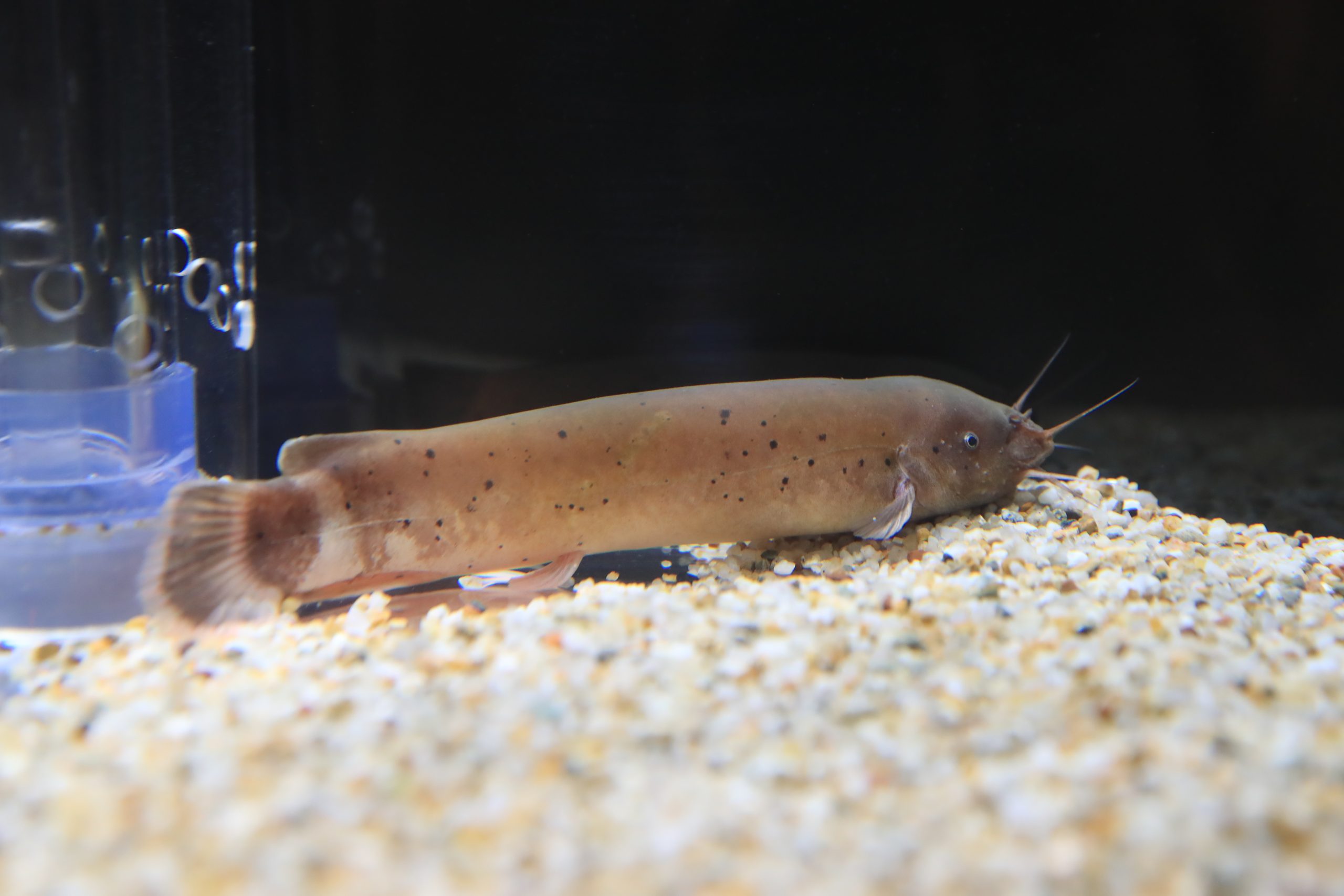 デンキナマズ 生きもの図鑑 鳥羽水族館 デンキナマズ 生きもの図鑑 鳥羽水族館