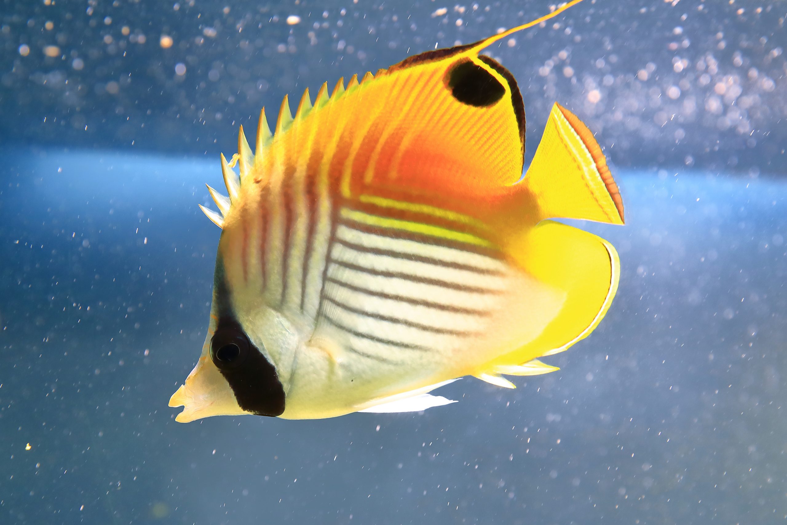 トゲチョウチョウウオ 生きもの図鑑 鳥羽水族館