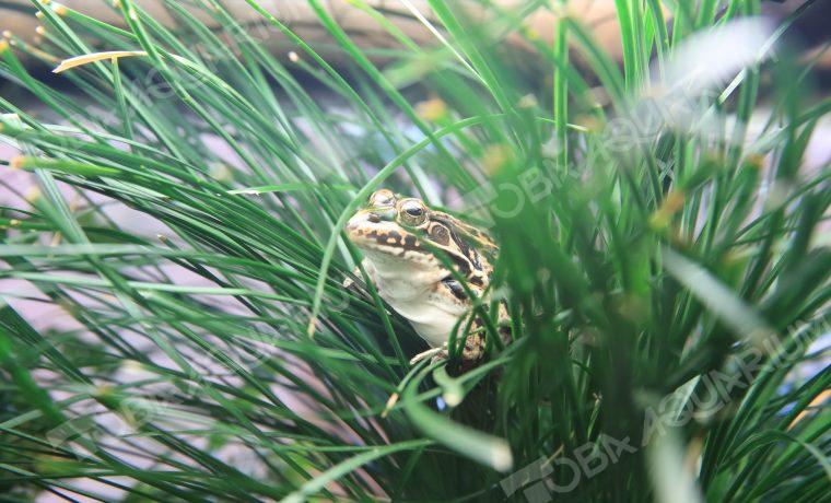 トノサマガエル 生きもの図鑑 鳥羽水族館