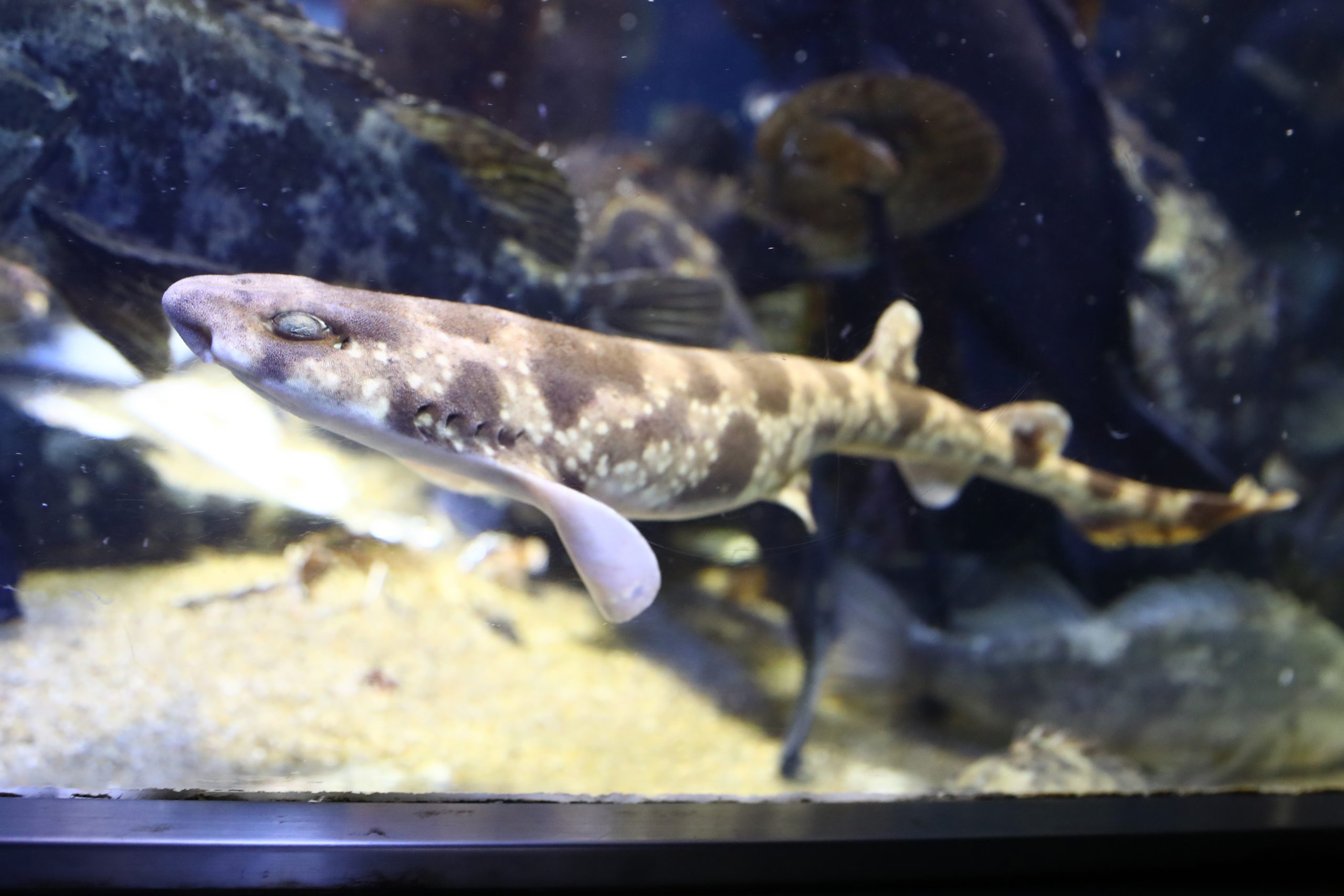 トラザメ 生きもの図鑑 鳥羽水族館