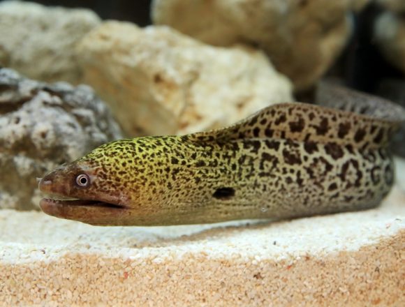 ウナギ目 生きもの図鑑 鳥羽水族館