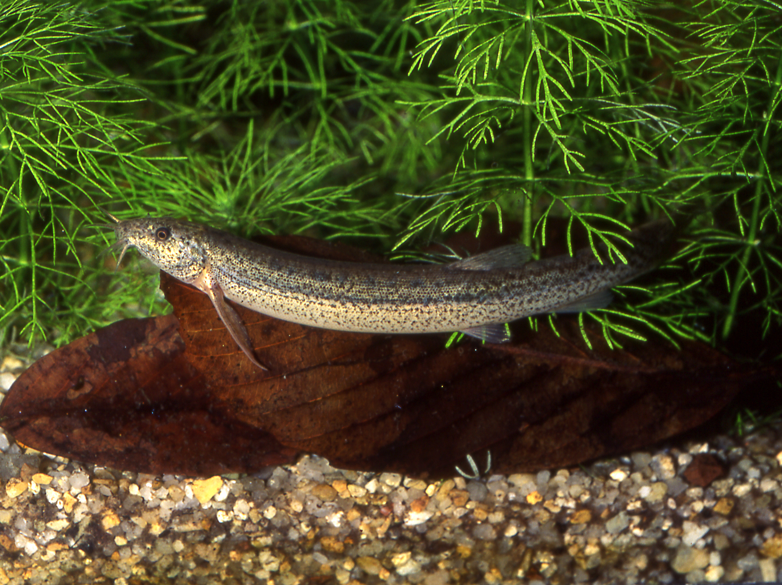 ドジョウ 生きもの図鑑 鳥羽水族館 ドジョウ 生きもの図鑑 鳥羽水族館