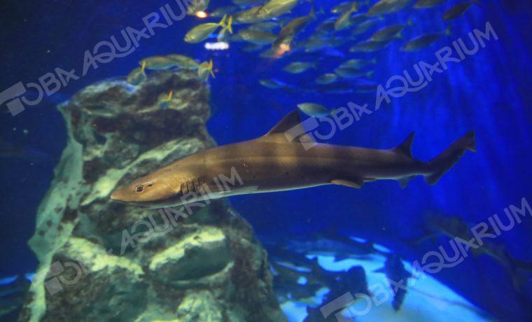 ドチザメ - 生きもの図鑑 鳥羽水族館