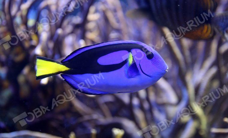 ナンヨウハギ - 生きもの図鑑 鳥羽水族館
