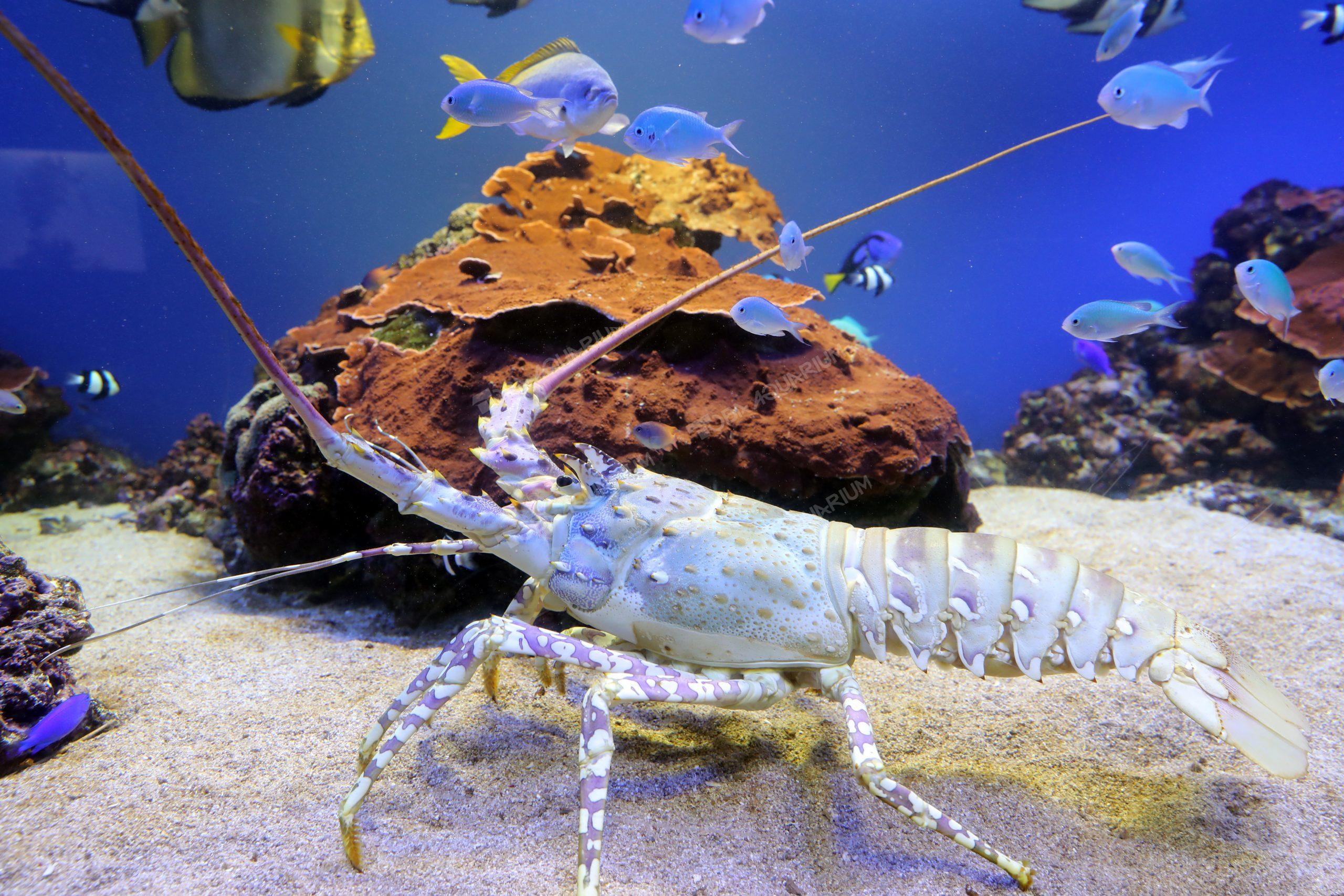ニシキエビ 生きもの図鑑 鳥羽水族館