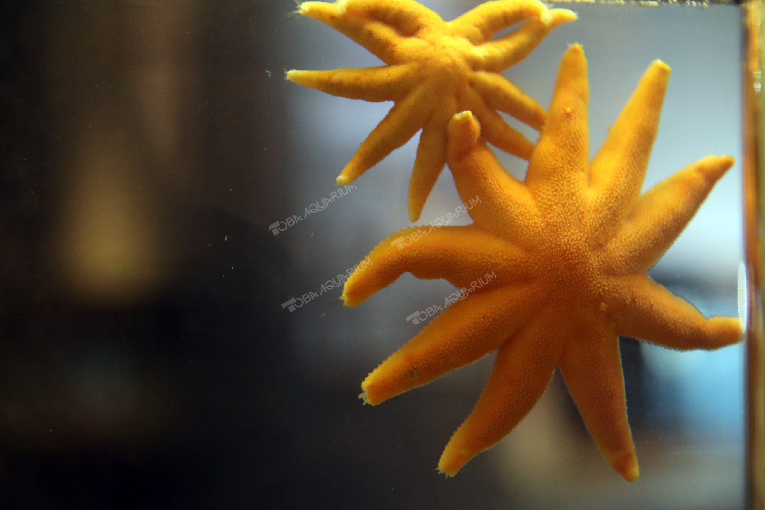 ニチリンヒトデ 生きもの図鑑 鳥羽水族館 ニチリンヒトデ 生きもの図鑑 鳥羽水族館