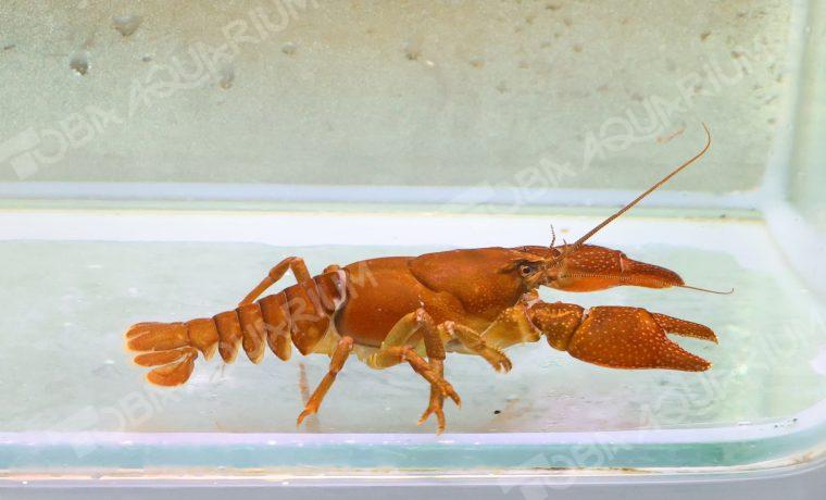 ニホンザリガニ 生きもの図鑑 鳥羽水族館