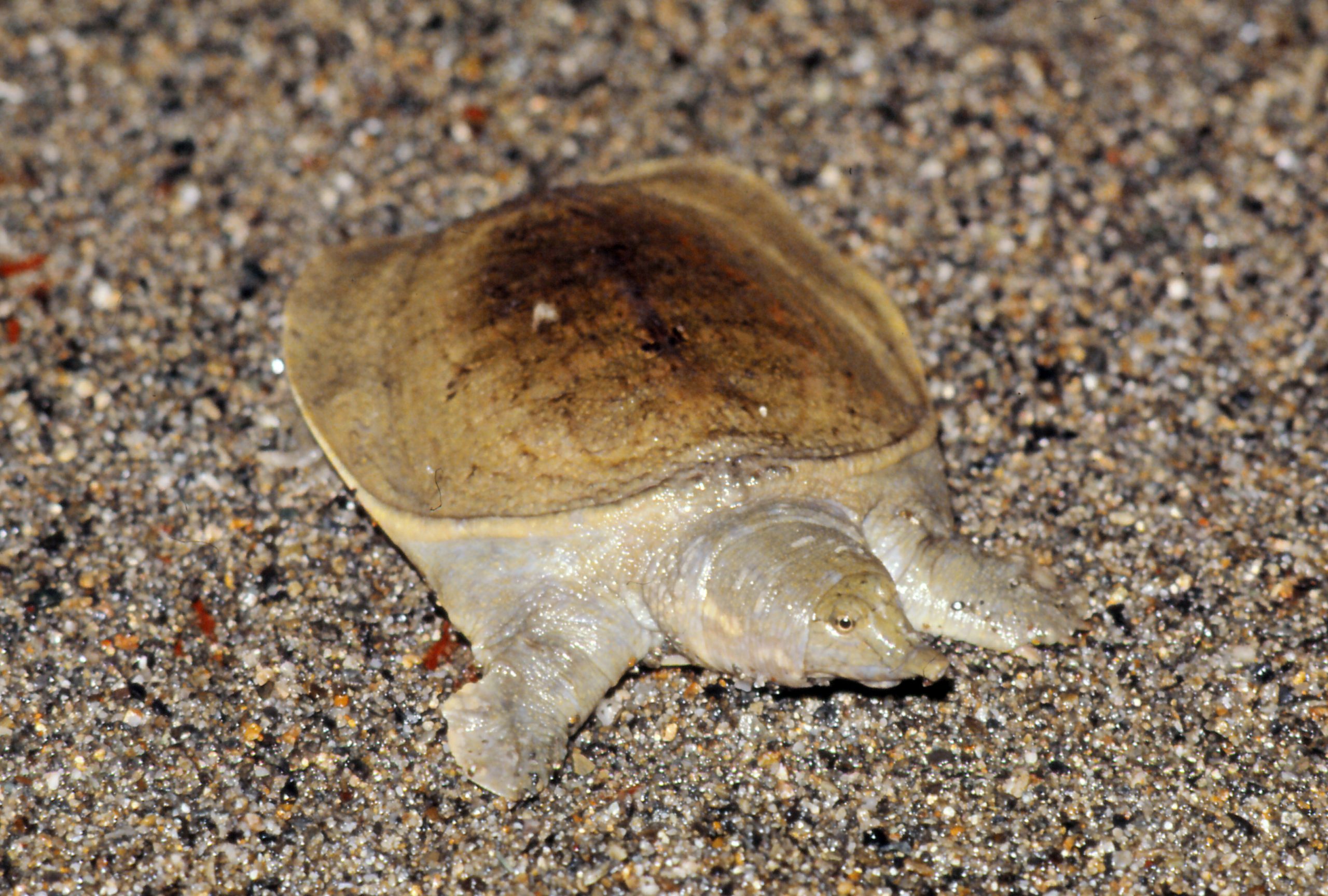 ニホンスッポン アルビノ 生きもの図鑑 鳥羽水族館 ニホンスッポン アルビノ 生きもの図鑑 鳥羽水族館