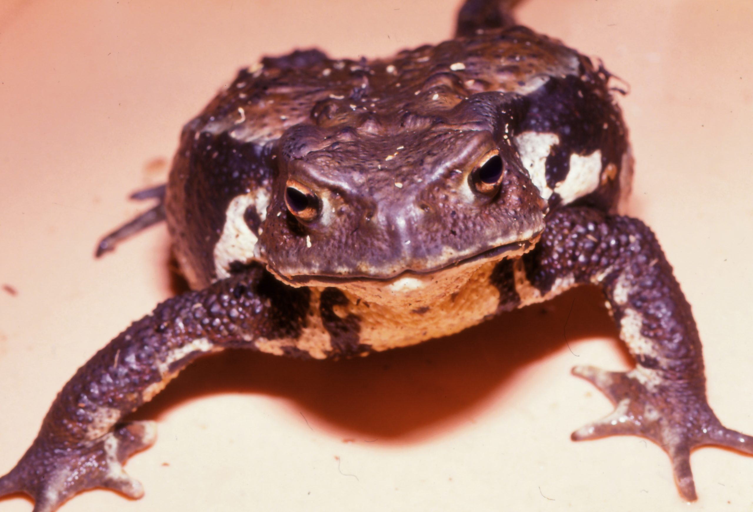 ニホンヒキガエル 生きもの図鑑 鳥羽水族館 ニホンヒキガエル 生きもの図鑑 鳥羽水族館