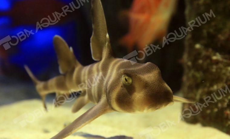 ネコザメ 生きもの図鑑 鳥羽水族館 ネコザメ 生きもの図鑑 鳥羽水族館