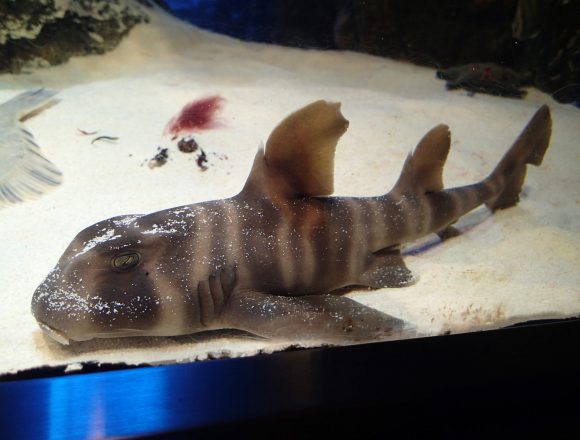 ネコザメ科 生きもの図鑑 鳥羽水族館