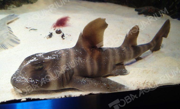 ネコザメ 生きもの図鑑 鳥羽水族館