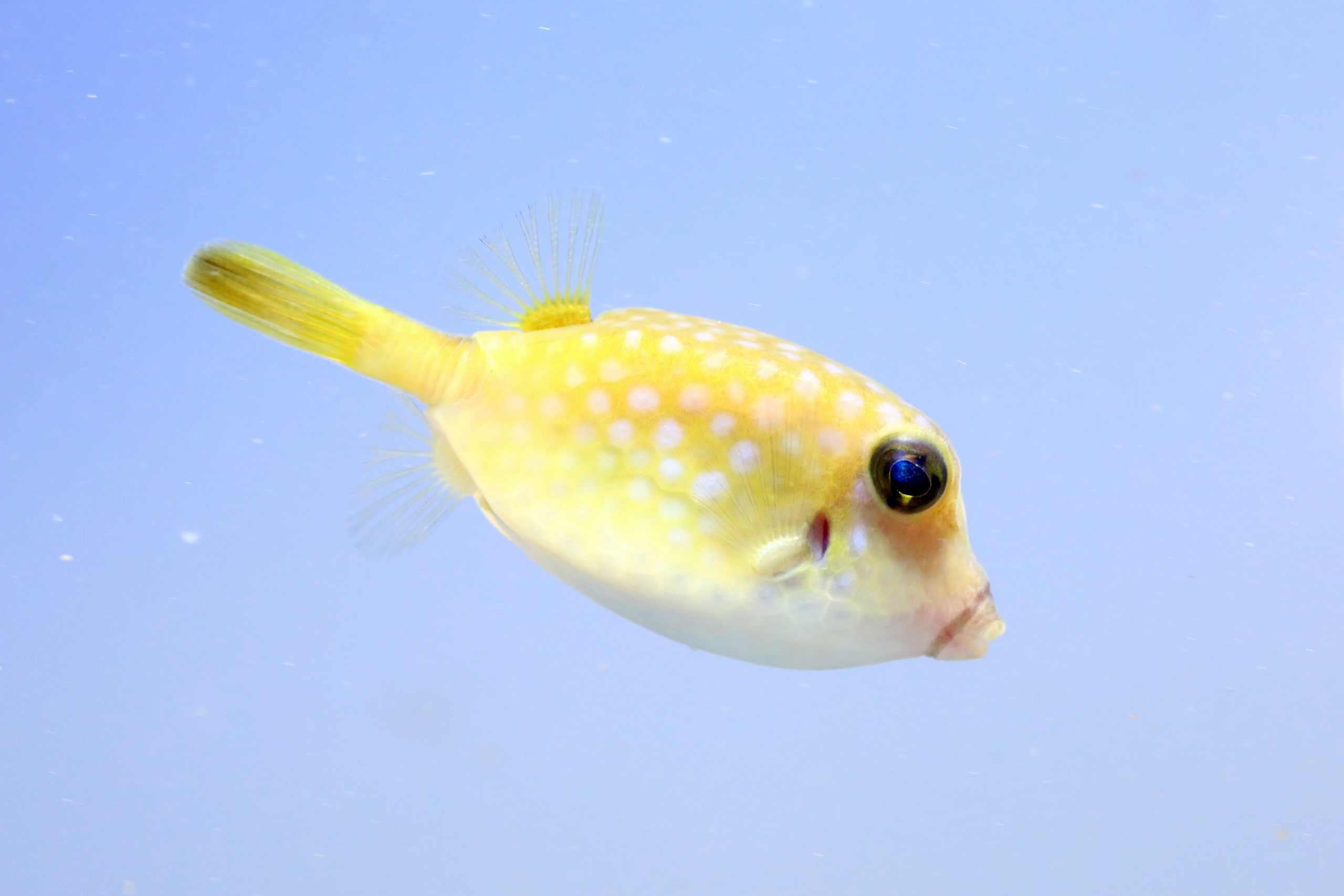 ハコフグ 生きもの図鑑 鳥羽水族館