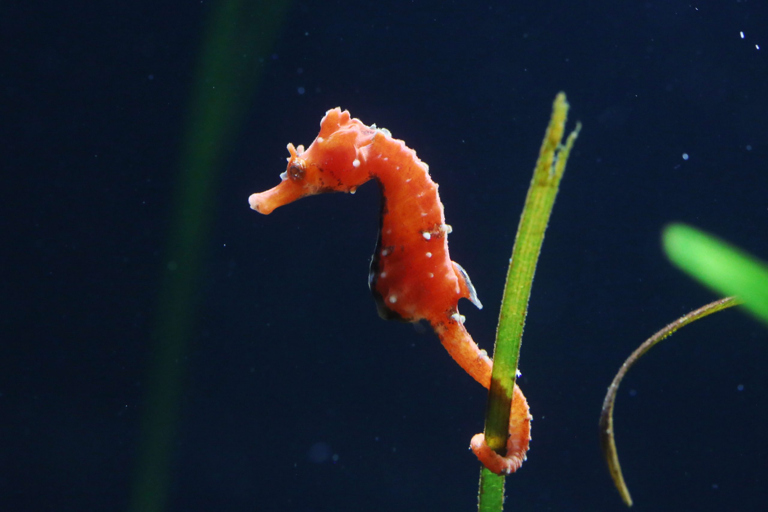 ハナタツ 生きもの図鑑 鳥羽水族館