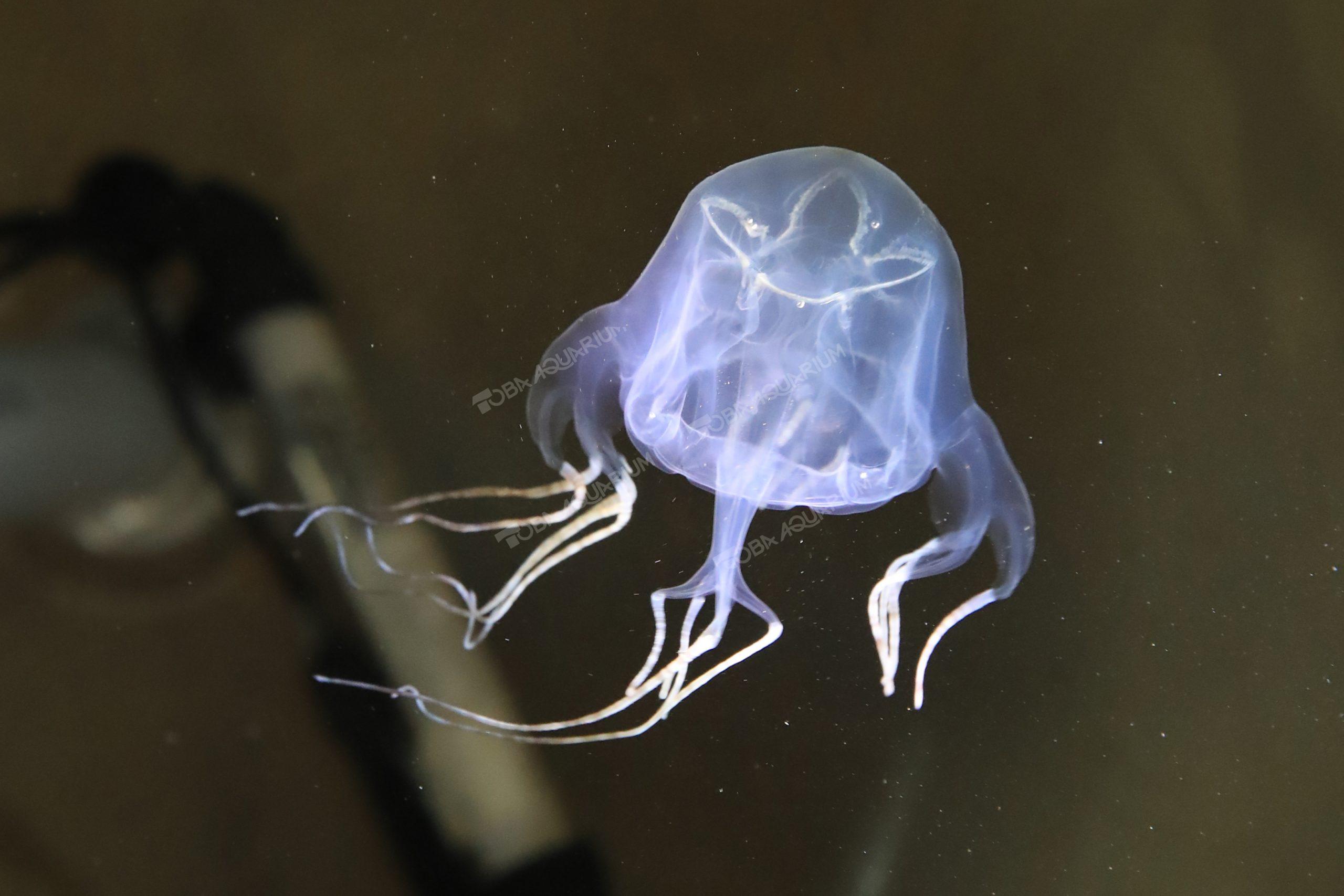 ハブクラゲ 生きもの図鑑 鳥羽水族館