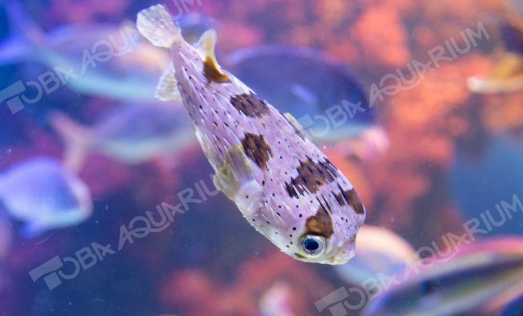 ハリセンボン - 生きもの図鑑 鳥羽水族館 