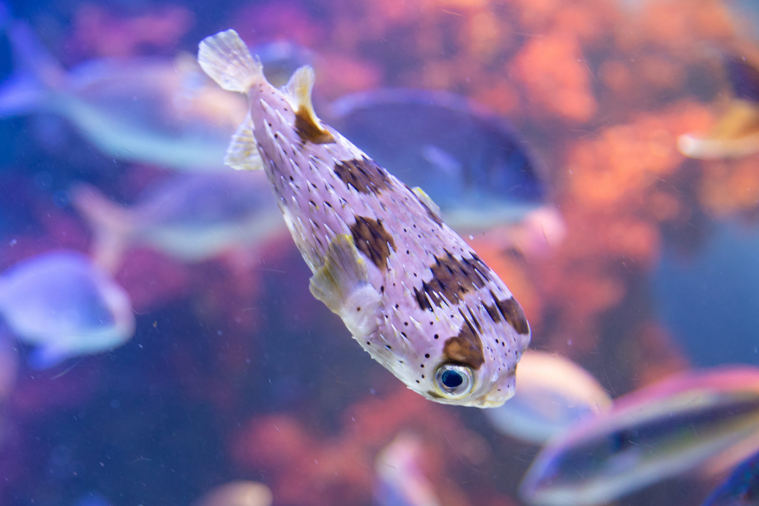 ハリセンボン 生きもの図鑑 鳥羽水族館 ハリセンボン 生きもの図鑑 鳥羽水族館