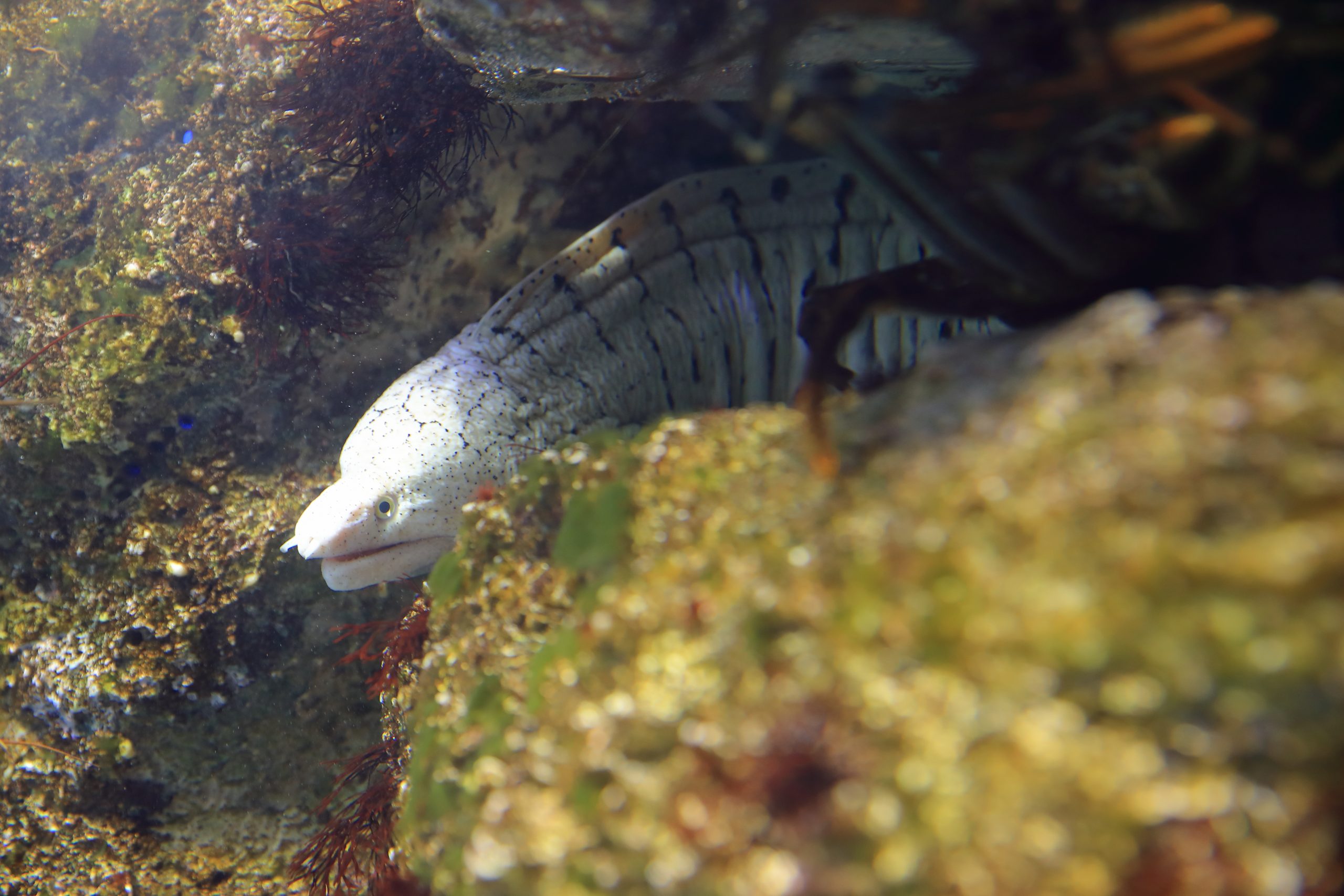 ハワイウツボ 生きもの図鑑 鳥羽水族館 ハワイウツボ 生きもの図鑑 鳥羽水族館