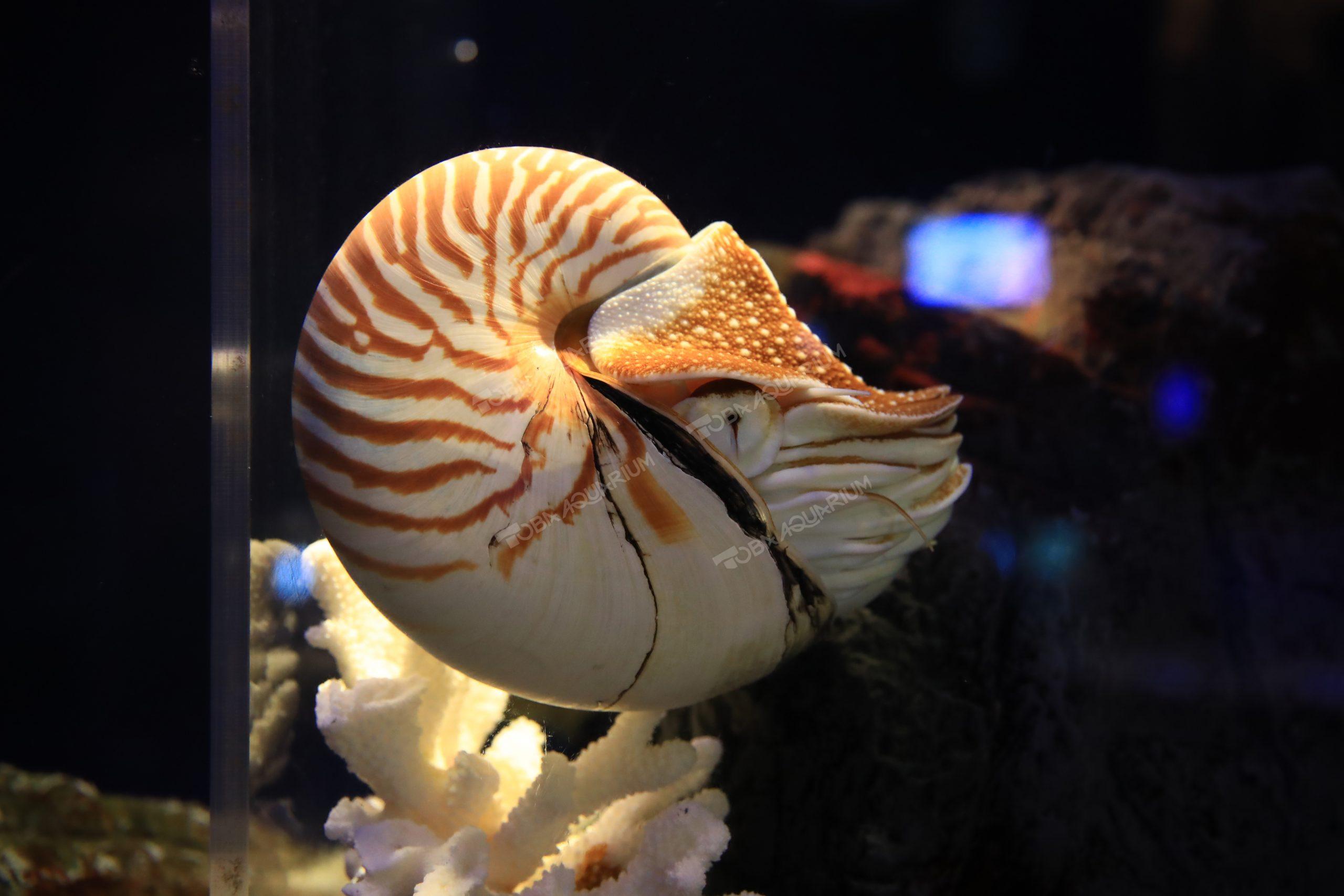 パラオオウムガイ 生きもの図鑑 鳥羽水族館