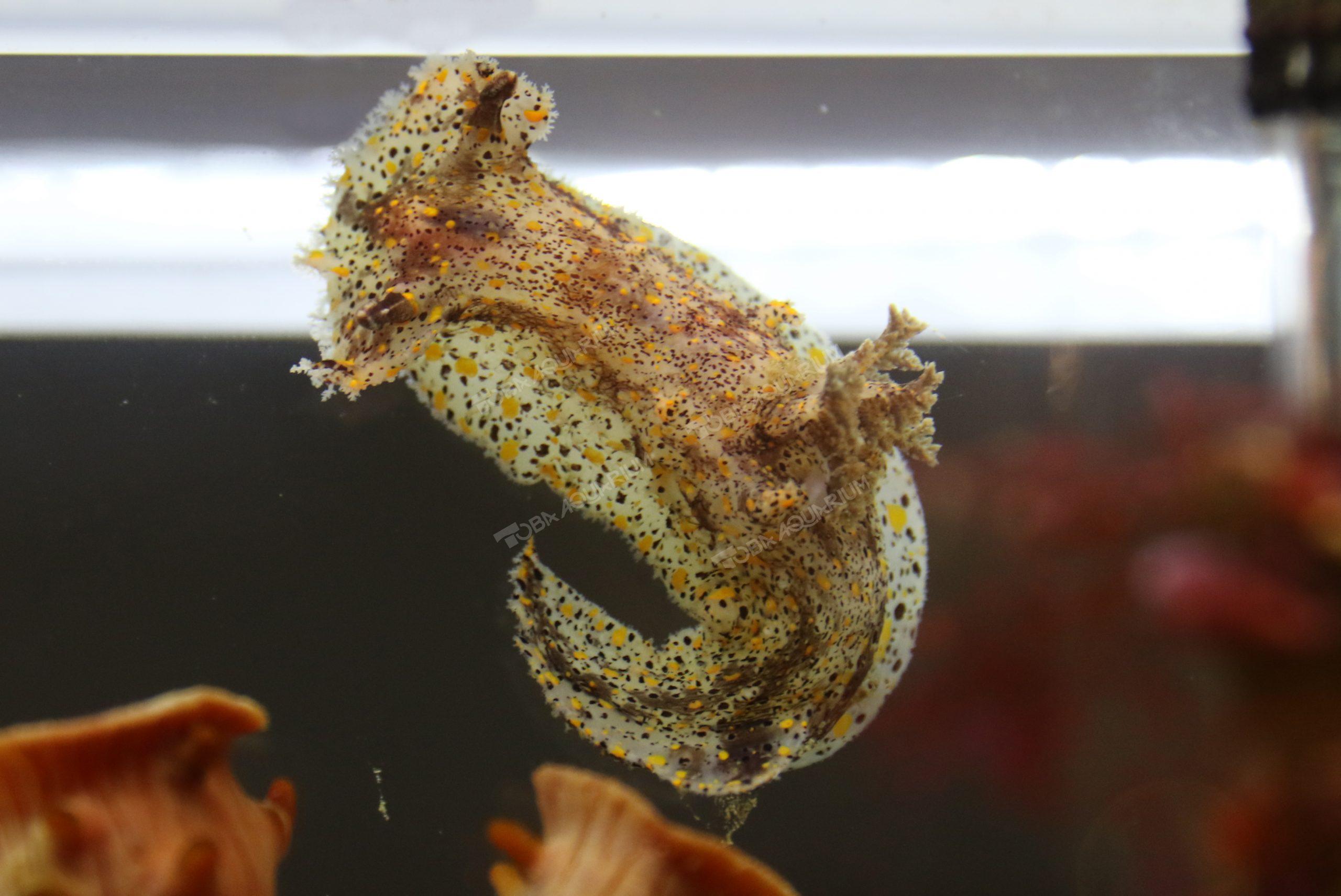 ヒカリウミウシ 生きもの図鑑 鳥羽水族館 ヒカリウミウシ 生きもの図鑑 鳥羽水族館