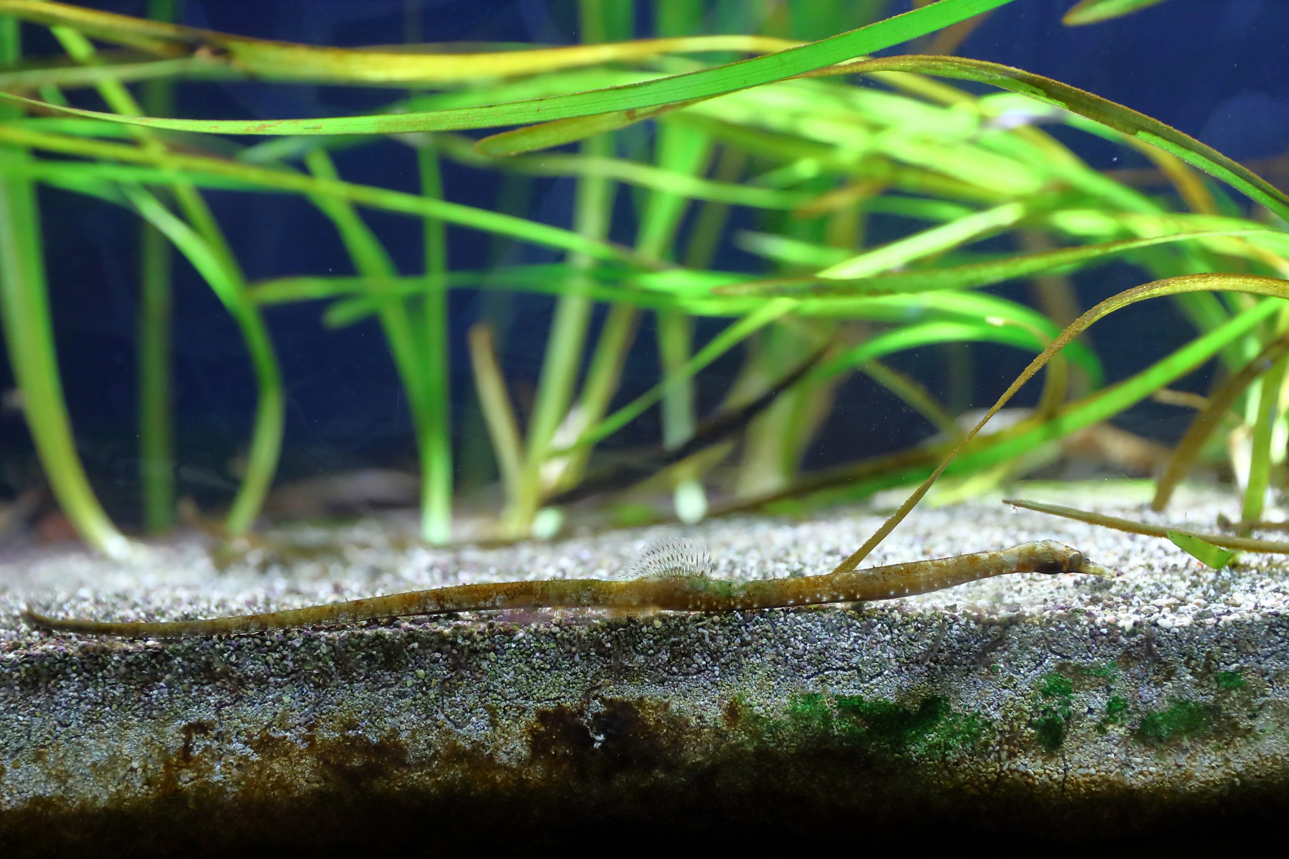 ヒフキヨウジ 生きもの図鑑 鳥羽水族館