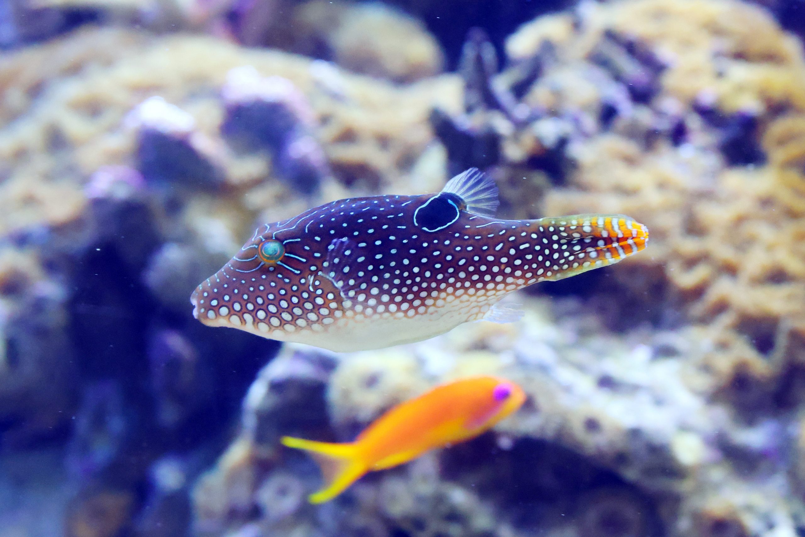 ヒメキンチャクフグ 生きもの図鑑 鳥羽水族館 ヒメキンチャクフグ 生きもの図鑑 鳥羽水族館