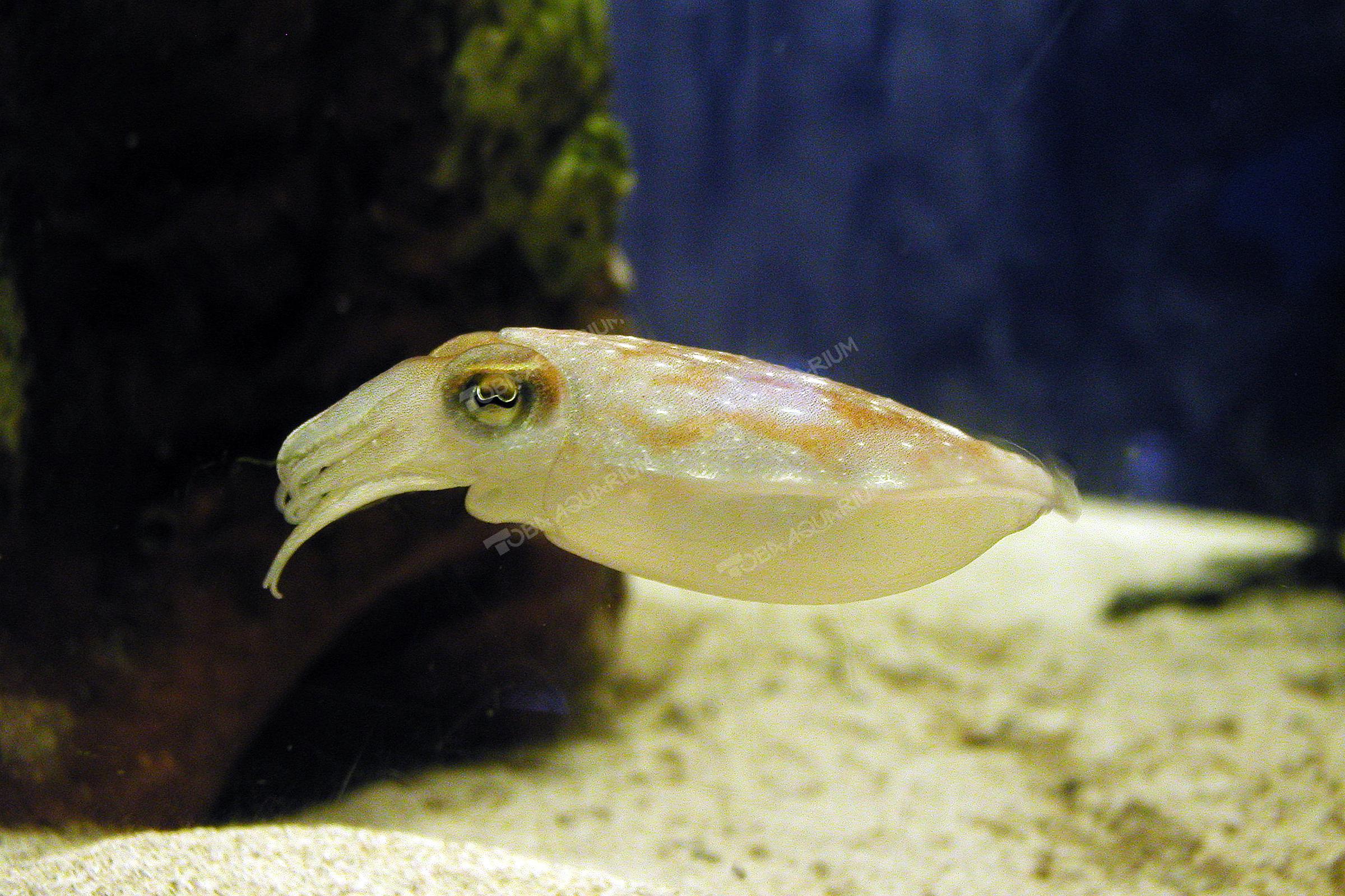 ヒメコウイカ 生きもの図鑑 鳥羽水族館 ヒメコウイカ 生きもの図鑑 鳥羽水族館