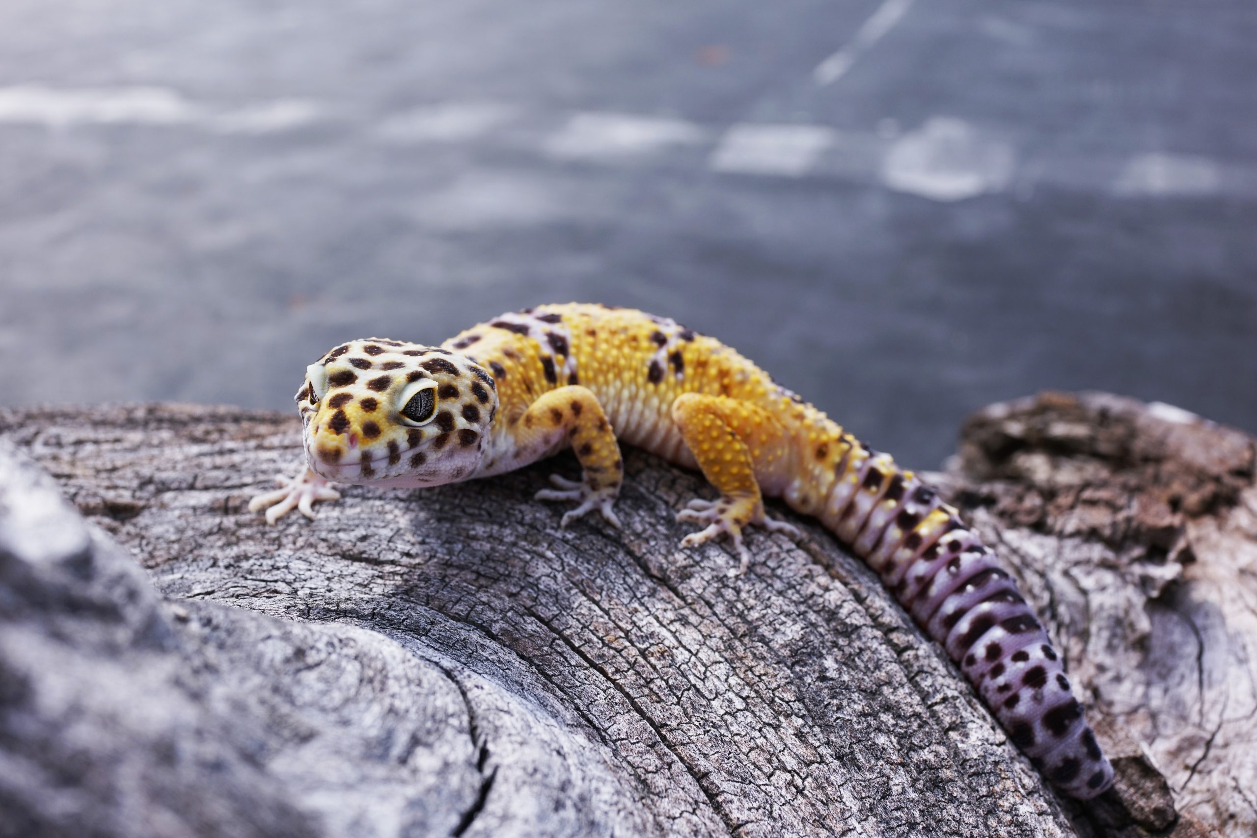 ヒョウモントカゲモドキ 生きもの図鑑 鳥羽水族館 ヒョウモントカゲモドキ 生きもの図鑑 鳥羽水族館