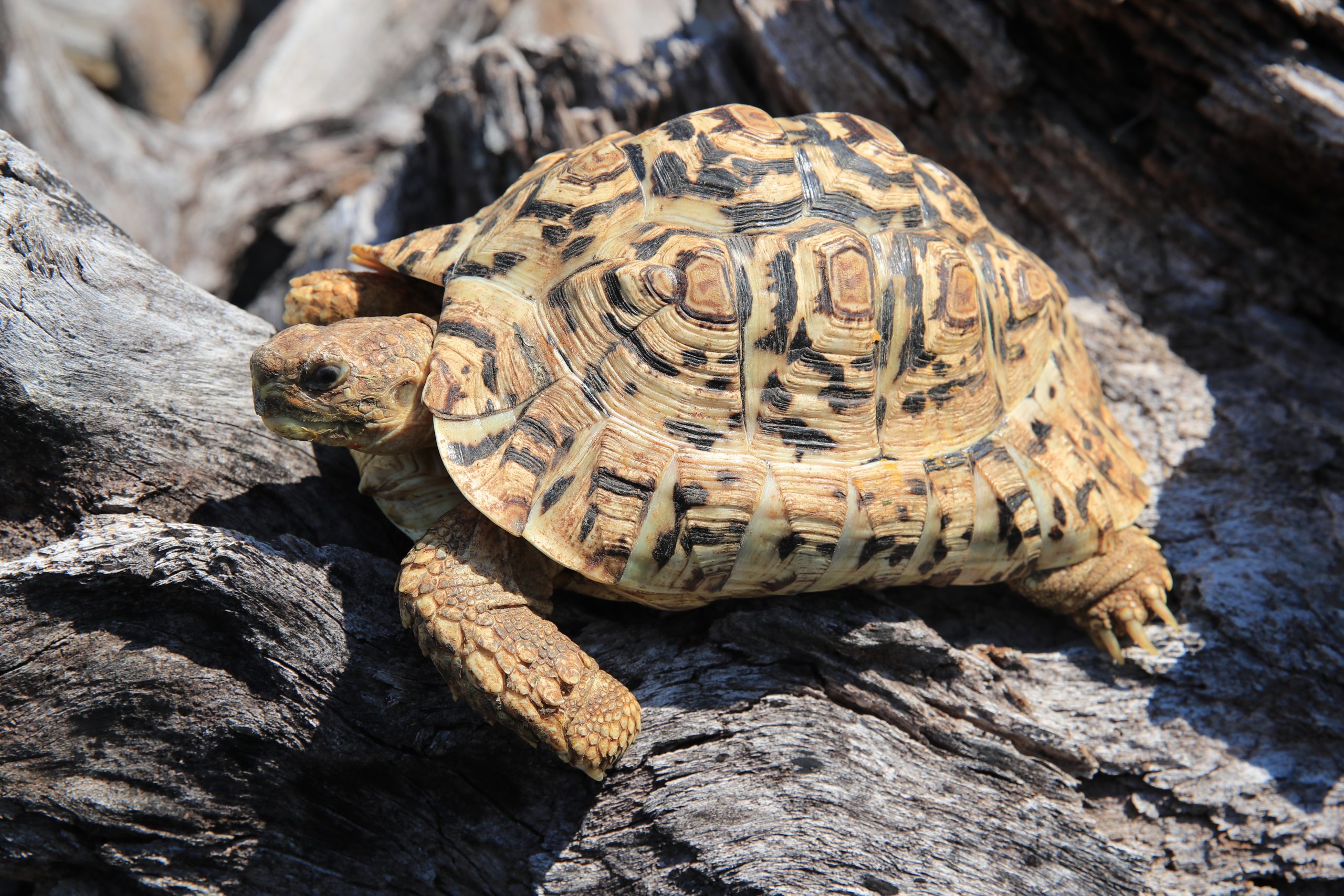 ヒョウモンガメ 生きもの図鑑 鳥羽水族館 ヒョウモンガメ 生きもの図鑑 鳥羽水族館