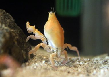 スベスベマンジュウガニ 生きもの図鑑 鳥羽水族館 スベスベマンジュウガニ 生きもの図鑑 鳥羽水族館