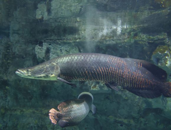 アロワナ科〕 - 生きもの図鑑 鳥羽水族館