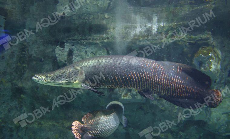 ピラルク - 生きもの図鑑 鳥羽水族館
