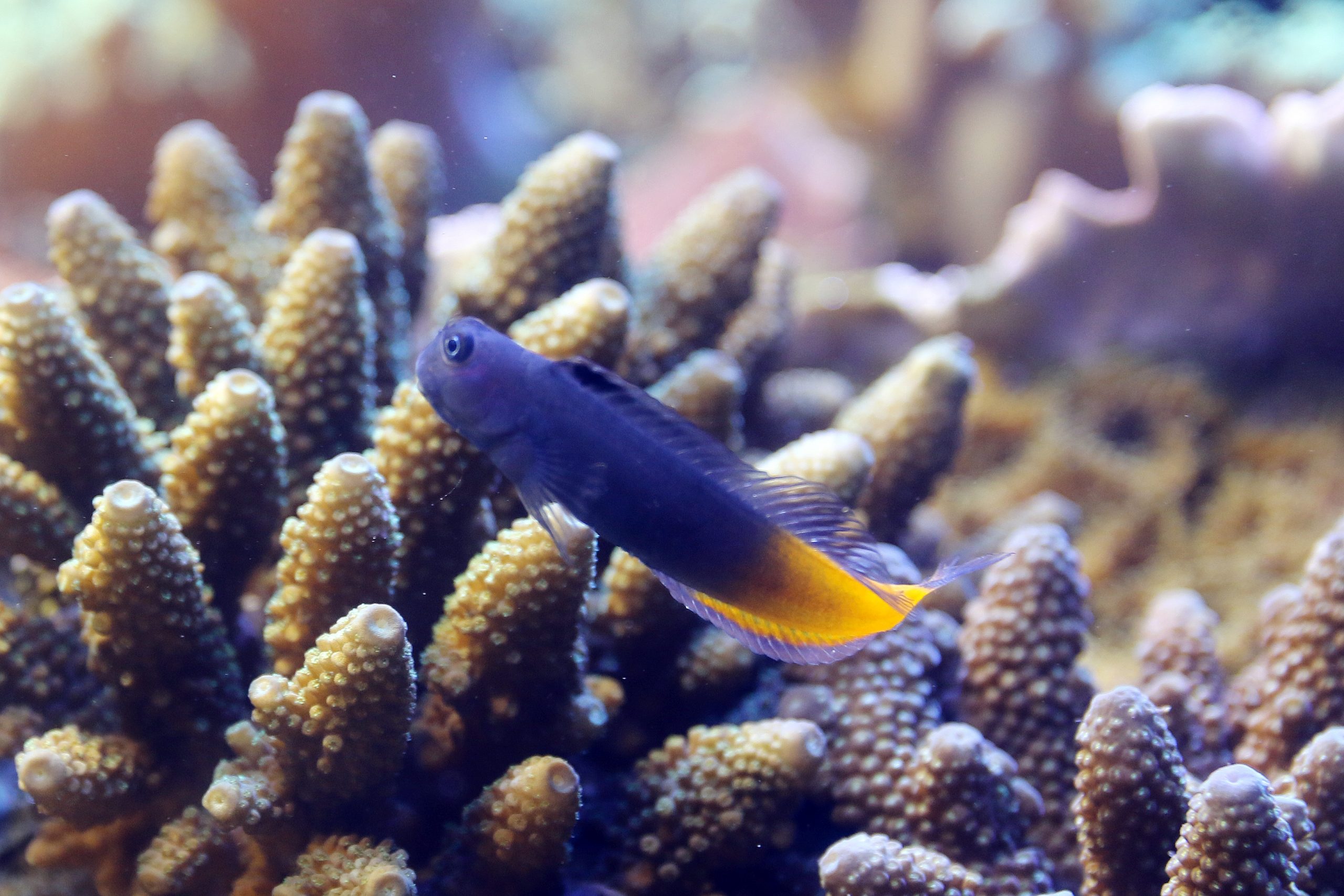 フタイロカエルウオ 生きもの図鑑 鳥羽水族館