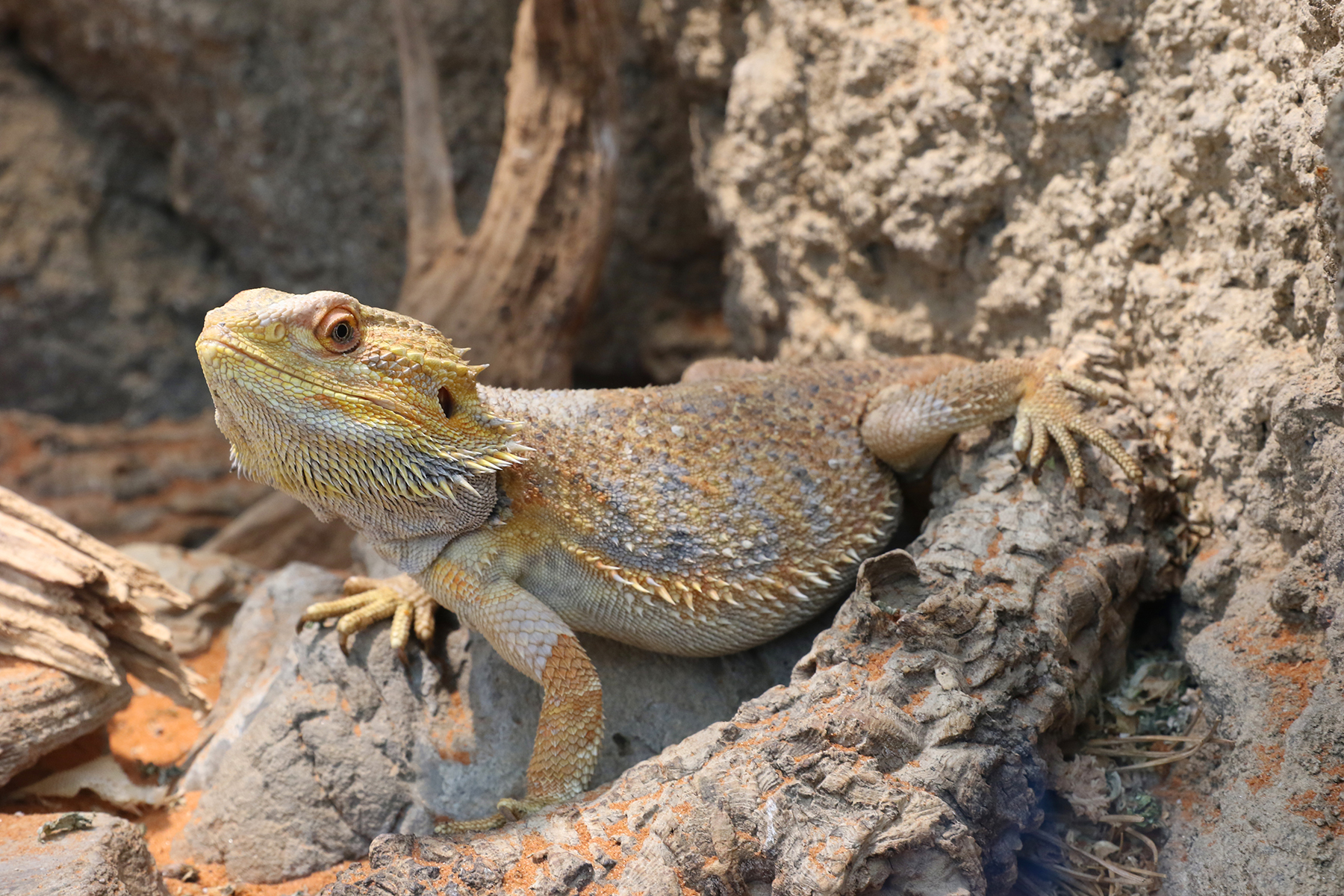 フトアゴヒゲトカゲ 生きもの図鑑 鳥羽水族館 フトアゴヒゲトカゲ 生きもの図鑑 鳥羽水族館