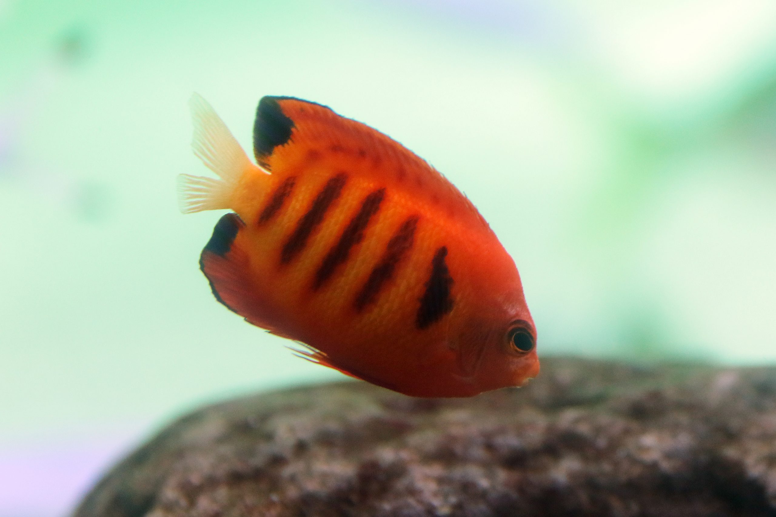 フレームエンゼルフィッシュ - 生きもの図鑑 鳥羽水族館