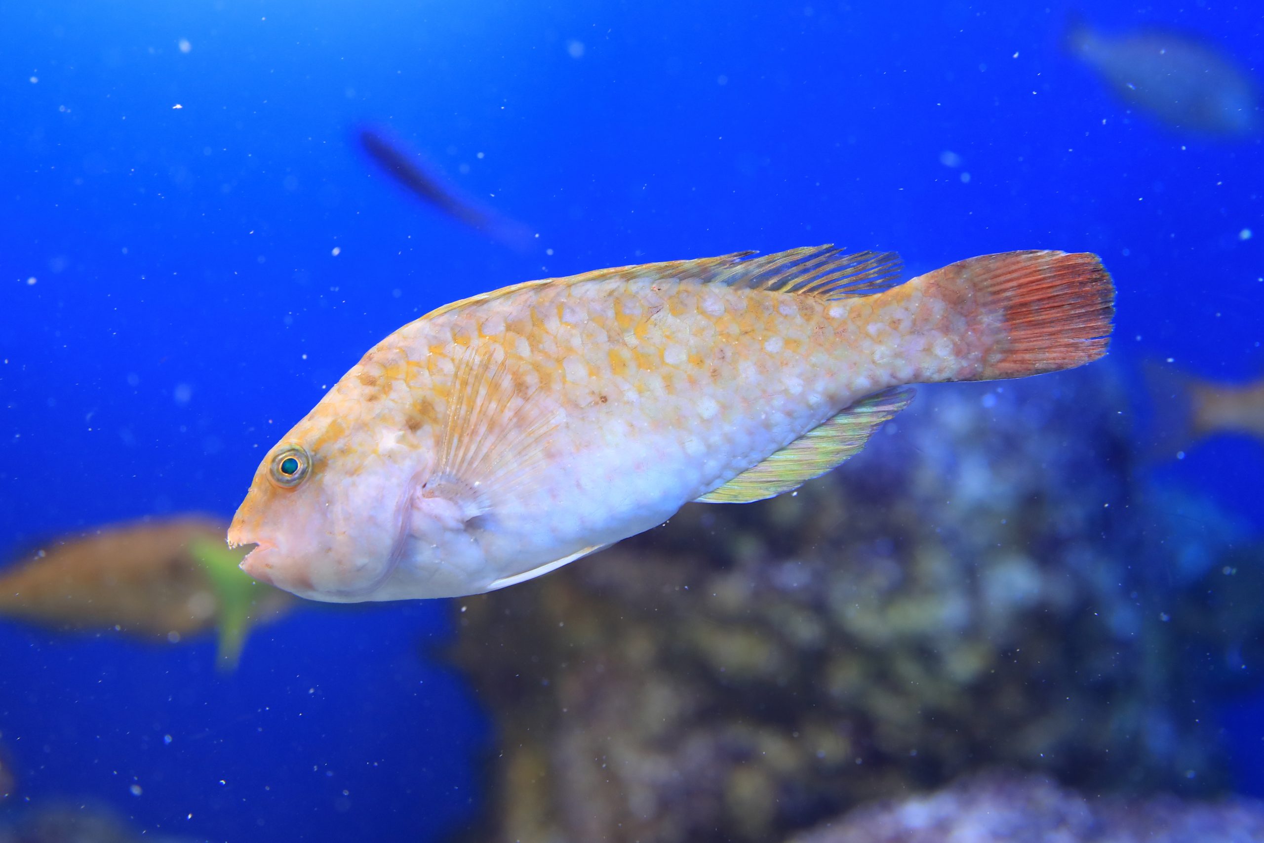 ブダイ 生きもの図鑑 鳥羽水族館