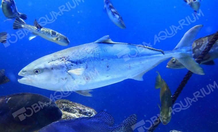 ブリ 生きもの図鑑 鳥羽水族館