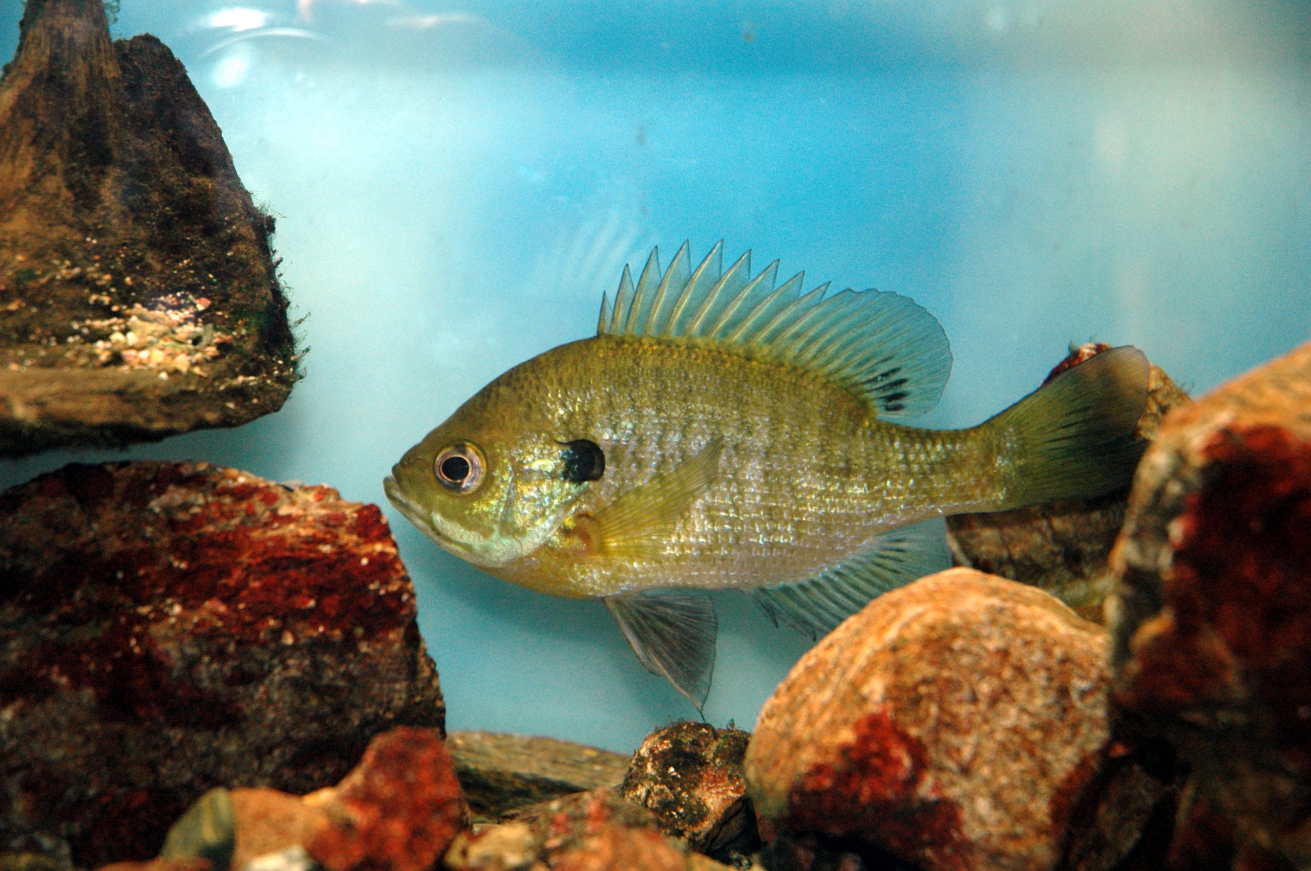 ブルーギル 生きもの図鑑 鳥羽水族館 ブルーギル 生きもの図鑑 鳥羽水族館