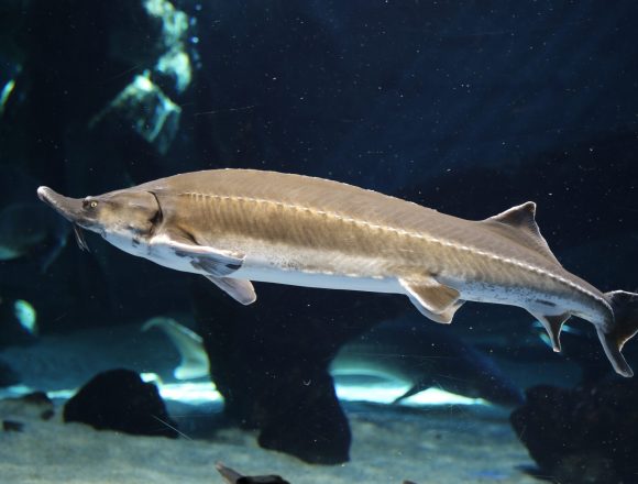 チョウザメ科 生きもの図鑑 鳥羽水族館 チョウザメ科 生きもの図鑑 鳥羽水族館