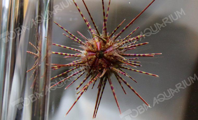 ベンテンウニ 生きもの図鑑 鳥羽水族館 ベンテンウニ 生きもの図鑑 鳥羽水族館