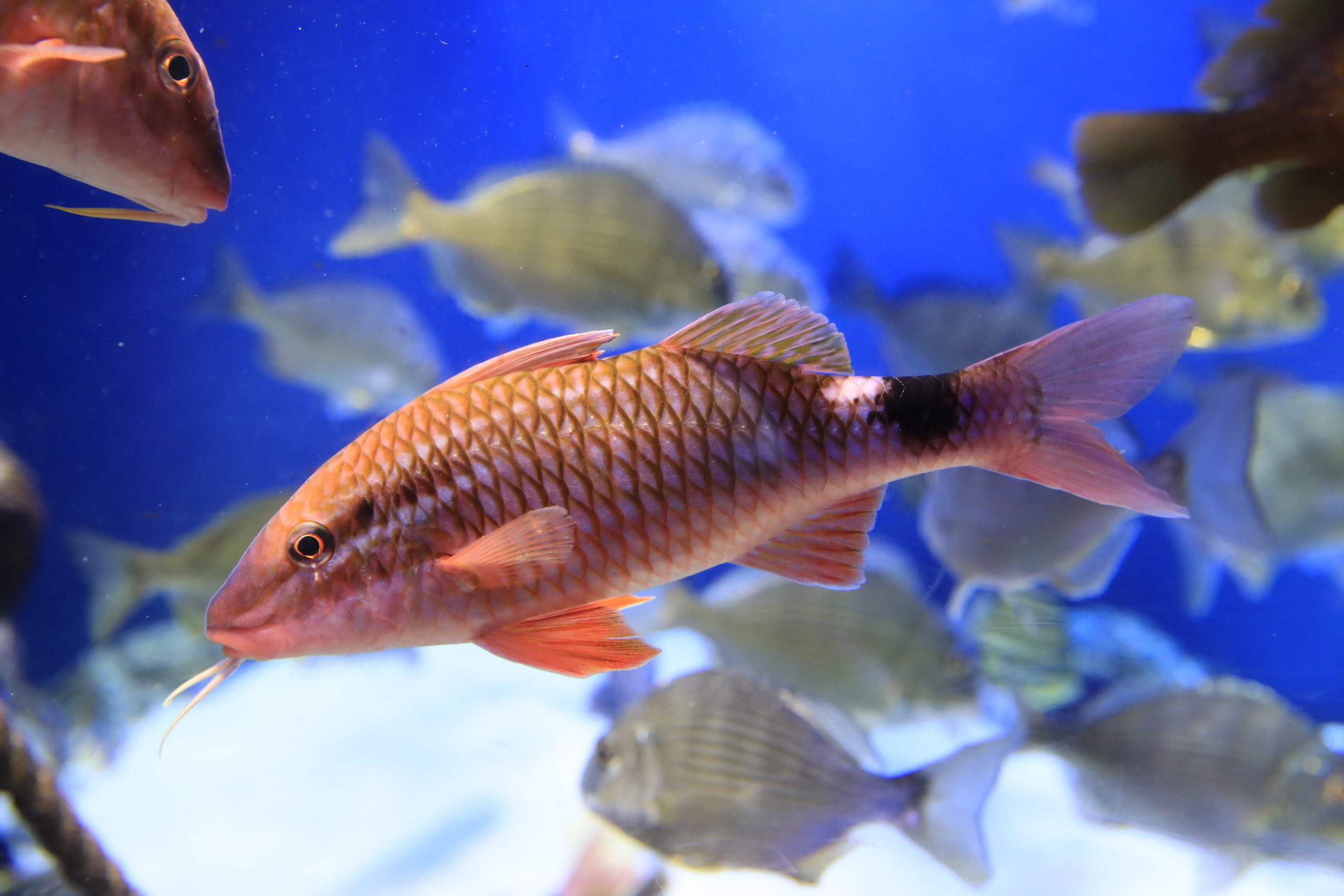 ホウライヒメジ 生きもの図鑑 鳥羽水族館