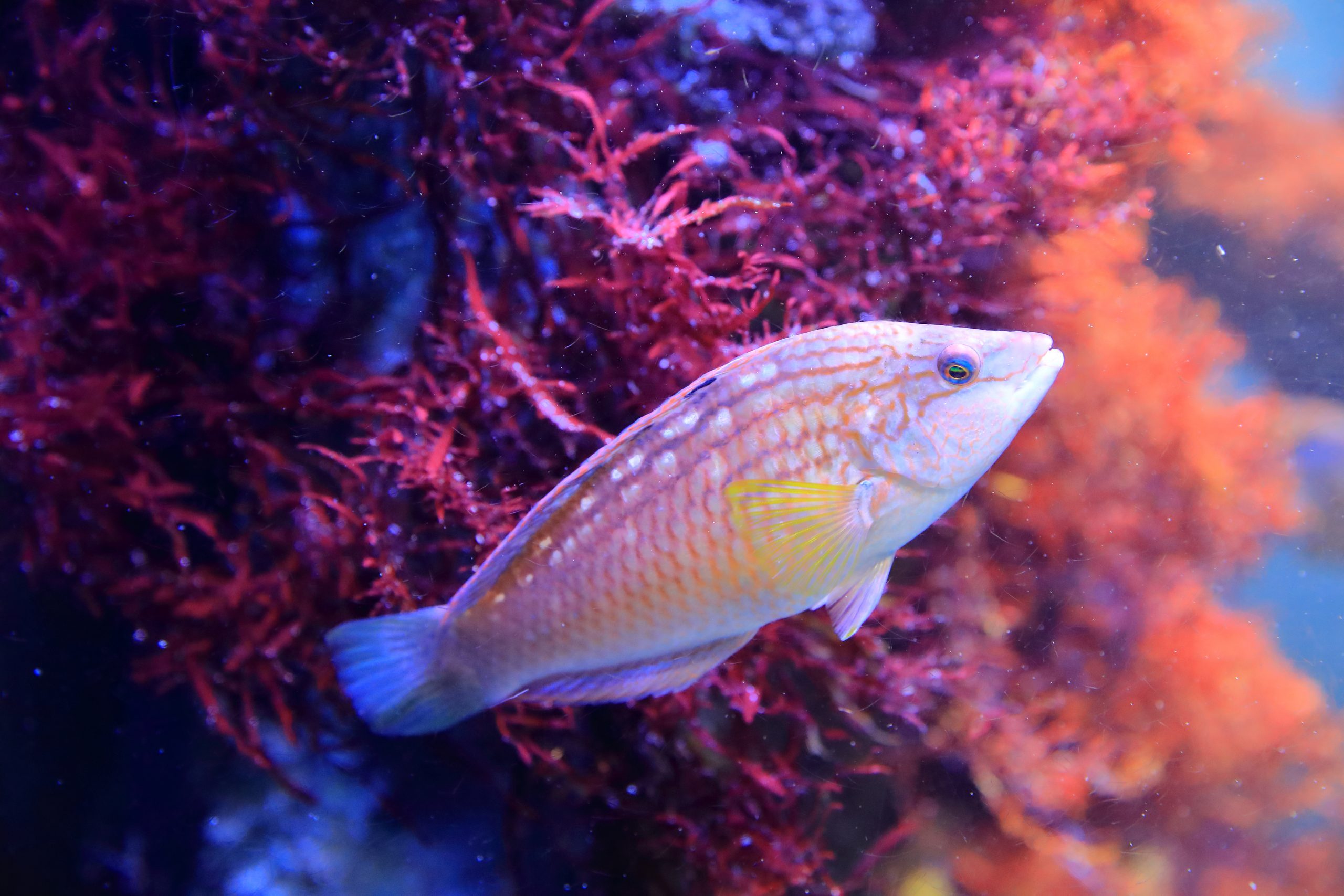 ホシササノハベラ 生きもの図鑑 鳥羽水族館 ホシササノハベラ 生きもの図鑑 鳥羽水族館