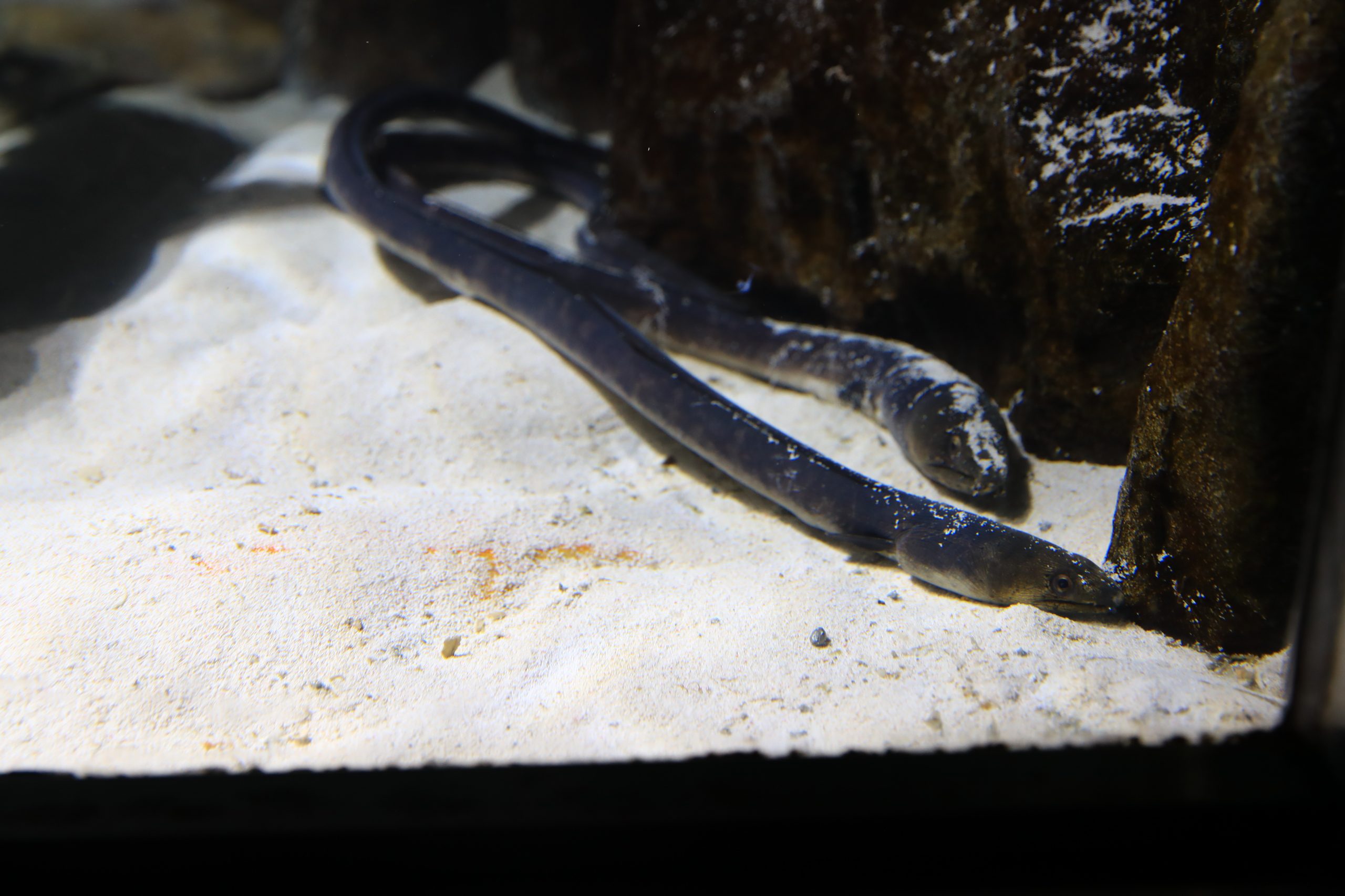 ホタテウミヘビ 生きもの図鑑 鳥羽水族館