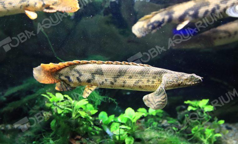 ポリプテルスエンドリケリー - 生きもの図鑑 鳥羽水族館