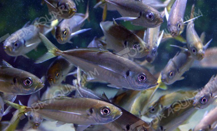 マアジ - 生きもの図鑑 鳥羽水族館